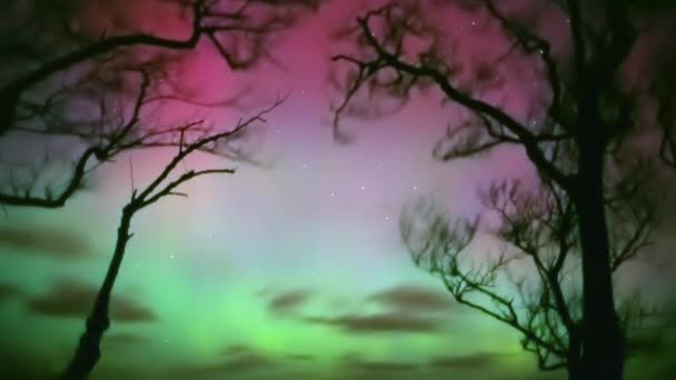 Colorate Luci Del Nord Nella Foresta Invernale — Video Stock