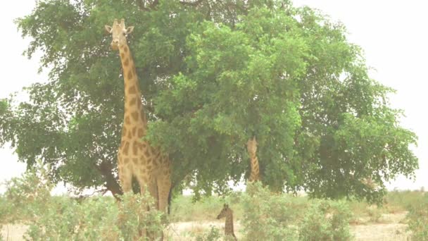 Langzame Beweging Van Girafe Staande Onder Een Boom — Stockvideo