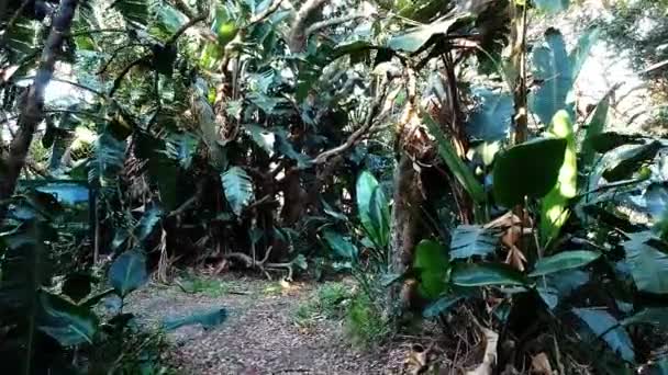 Tlustá Tropická Vegetace Hlubokými Zelenými Listy Lemuje Úzkou Stezku Slunce — Stock video