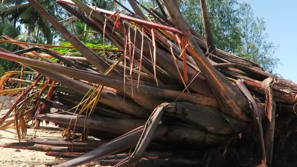 Close Van Top Van Een Aangespoelde Kokosboom Schot Koh Phangan — Stockvideo