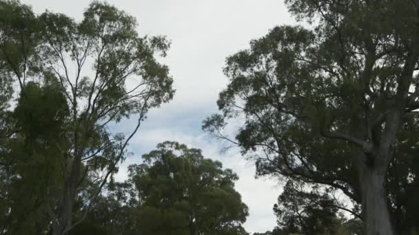 Árboles Parque Junto Lago — Vídeos de Stock