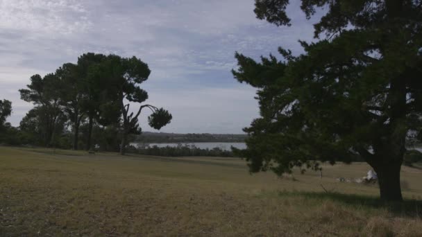 Дерева Паркленді Біля Озера — стокове відео