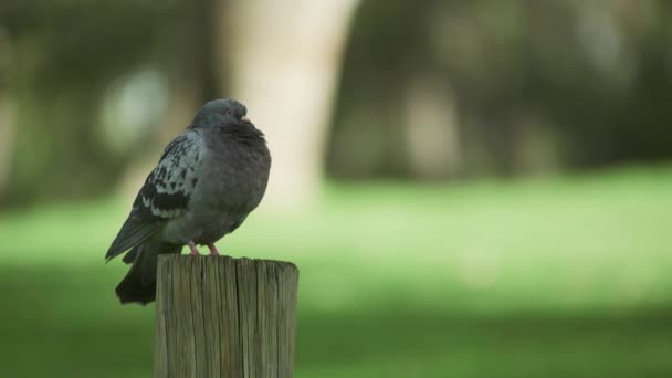 Una Paloma Sienta Poste Parque — Vídeo de stock