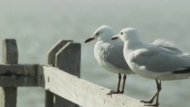 Fiskmåsar Sitter Vid Vattnet — Stockvideo