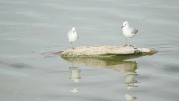 Seagulls Sit Water — Stock Video