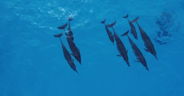Aerial footage of dolphins coming up for breath and spouting in Kailua Kona, Hawaii.