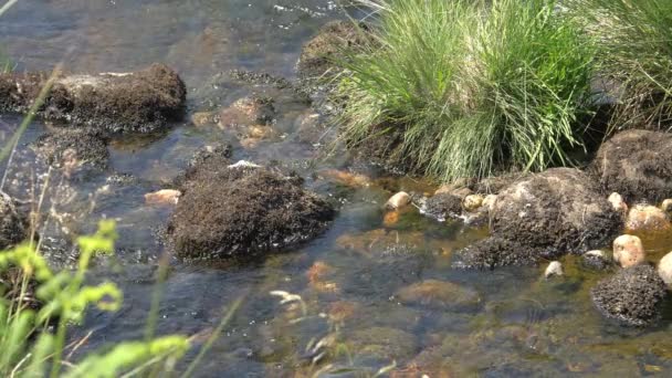 Acqua Dolcemente Increspata Intorno Alle Rocce Fiume — Video Stock