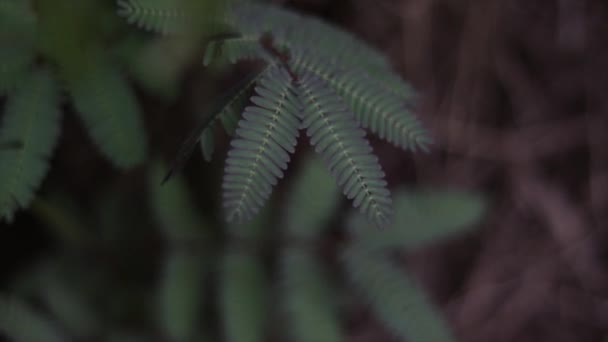 敏感的植物 含羞草是敏感的植物 含羞草是敏感的触觉 — 图库视频影像