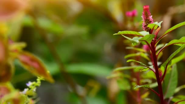 Crotons Natur Blåsig Scen Solig Dag — Stockvideo