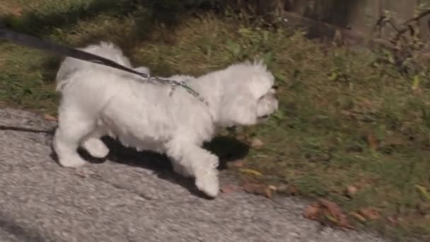 スローモーションで路地の芝生に沿って非常に幸せな犬のトロット — ストック動画