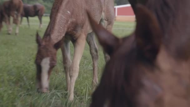 Ein Junges Fohlen Und Seine Mutter Weiden Mit Anderen Pferden — Stockvideo