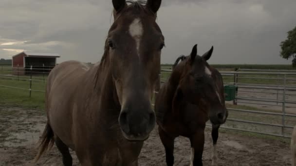 Close Personal Portaits Horses Crooked Creek Illinois Sunset — Stock Video