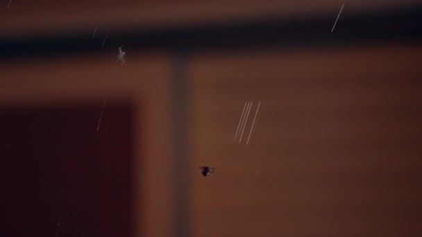 令人毛骨悚然的蜘蛛夜间在网上爬行 — 图库视频影像