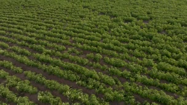 Aerial Drone Shot Agriculture Field Shot Straight Tilt Reveal Sprinklers — Vídeos de Stock