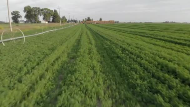 スプリンクラーの隣の行に沿って農業分野を飛び越えた空中ドローンショット — ストック動画