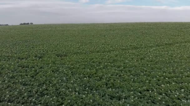 Aerial Drone Shot Flying Potato Field Rise Reveal Rocky Mountains — Stock Video