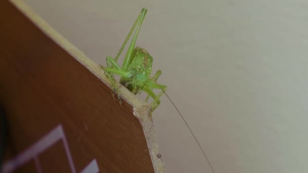Una Mantis Hendiéndose Los Pies — Vídeo de stock