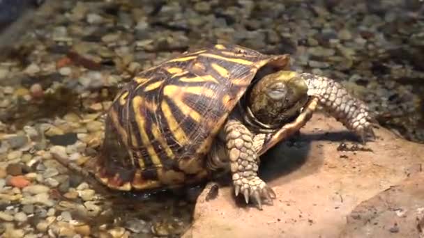 Box Turtle Resting Water Rock — Stock video