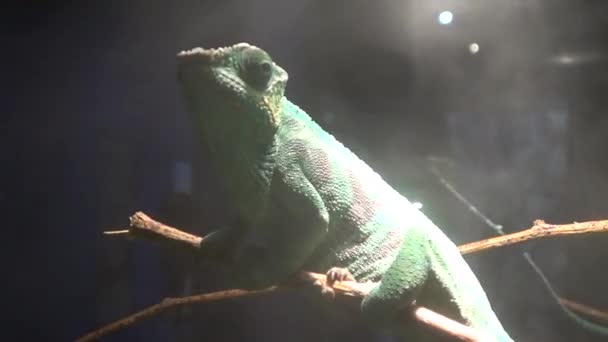 Een Panter Kameleon Rustend — Stockvideo