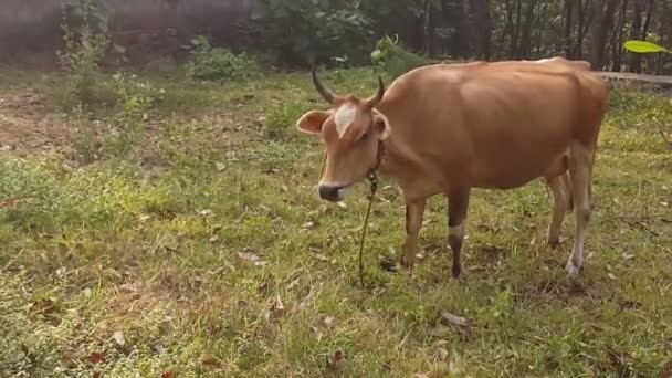 Vaca Marrom Com Chifres Comendo Grama Campo Dia Quente Índia — Vídeo de Stock