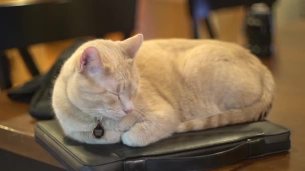 Kapalı Bir Dizüstü Bilgisayarda Huzur Içinde Uyuyan Bir Kedi — Stok video