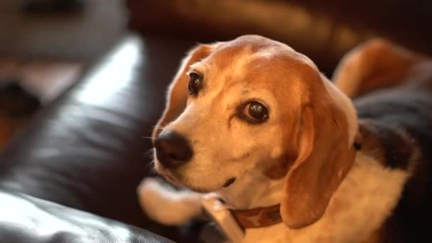 Söpö Beagle Istuu Tuolissa Katselee Kameraa — kuvapankkivideo