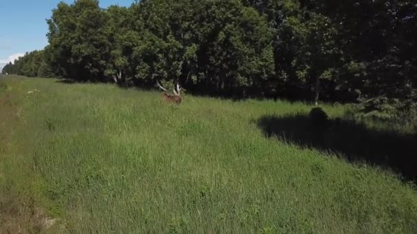 Moose Cerca Autopista Península Kenai Alaska — Vídeos de Stock