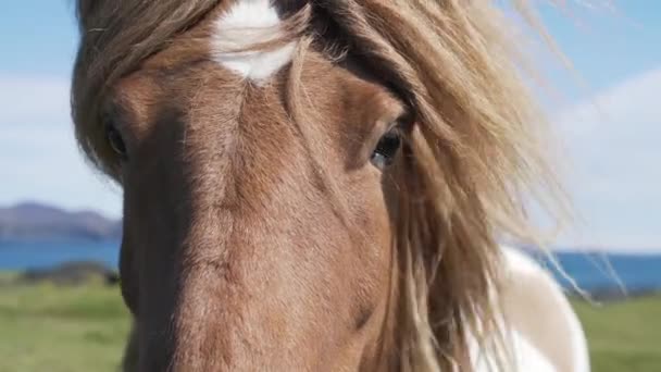 Wild Paard Wind Van Ijsland Braun Met Een Witte Vlek — Stockvideo