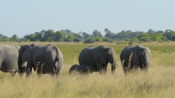 Manada Elefantes Africanos Pastando Con Madre Centro Pantorrilla Marco — Vídeos de Stock