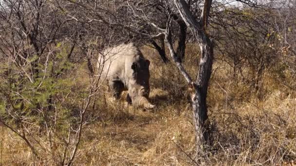 Solidary Rhino Grazing Bushes Botswana One Horn Removed — ストック動画