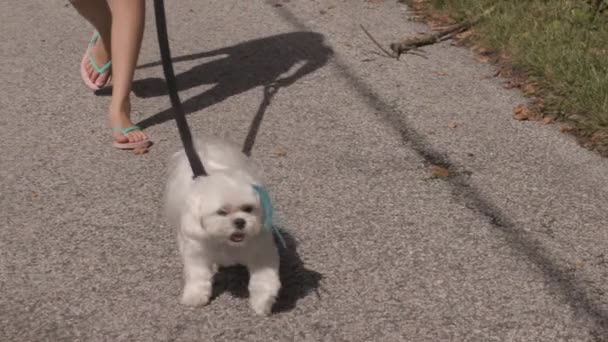 Uma Menina Caminha Seu Maltipoo Animal Estimação Beco Câmera Câmera — Vídeo de Stock