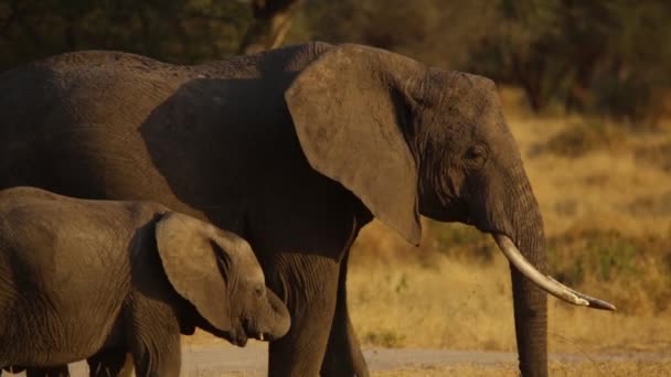 Videon Spelades Tarangire Nationalpark Tanzania Afrika Elefant Som Matar Sitt — Stockvideo
