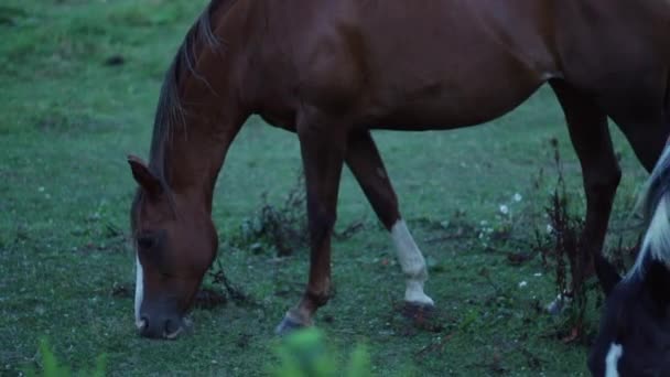 Horses Grazing Green Grass Dusk — Stock Video