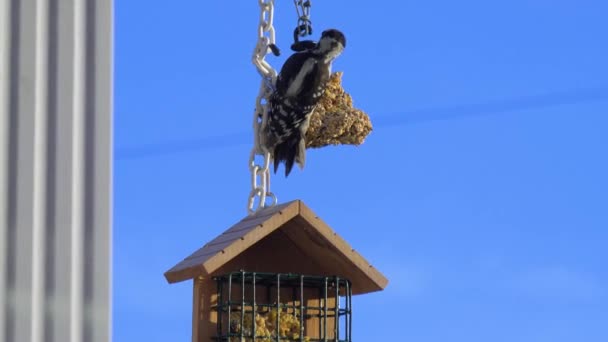 马槽上的啄木鸟 — 图库视频影像