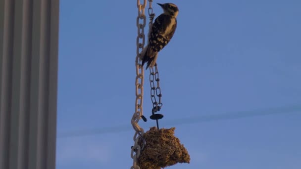 Woodpecker Manger Sunset — Stock Video