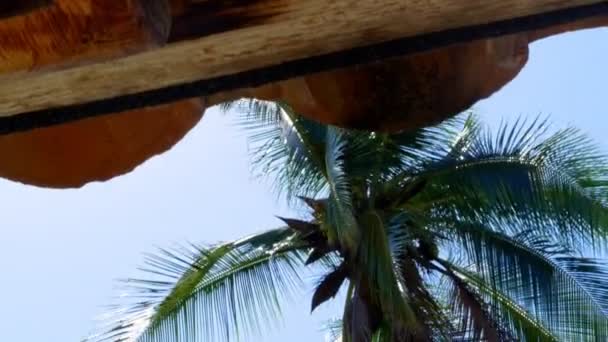 热带海滩上棕榈树的低角度视图 Ixtapa Zihuatanejo 墨西哥 — 图库视频影像