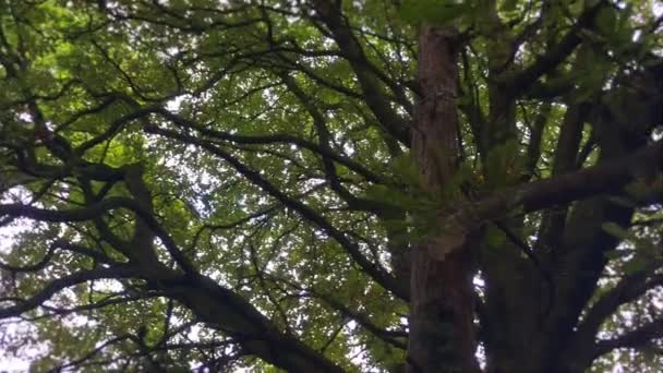 森の木の枝と光ビーム — ストック動画