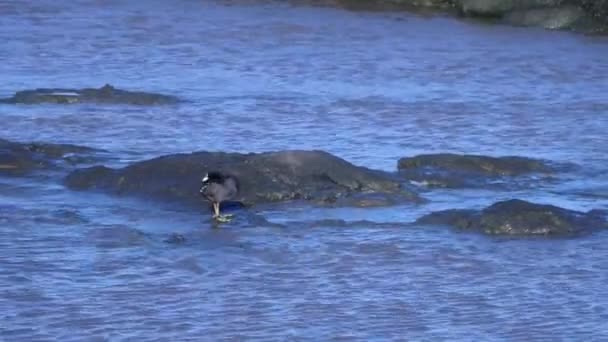 Rotstrumpfhühner Die Auf Einem Felsen Fluss Stehen Und Ihr Gefieder — Stockvideo