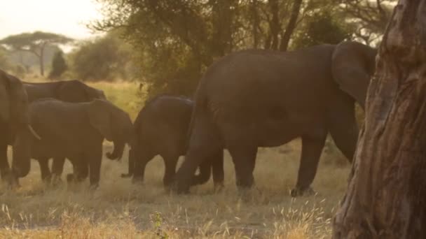 Ten Film Został Nakręcony Parku Narodowym Tarangire Tanzanii Afryce Słonie — Wideo stockowe