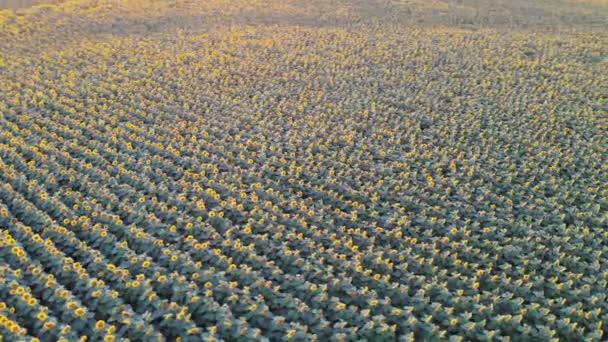 Sonnenblumen Luftaufnahme Kreis Anzeiger — Stockvideo