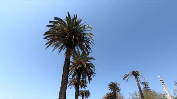 Big Palm Trees Num Dia Ensolarado — Vídeo de Stock