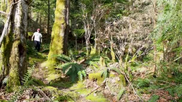 Homem Caminhando Uma Floresta Tropical Por Caminho — Vídeo de Stock