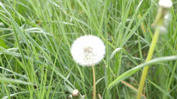 Lento Filmato Fiore Dente Leone Campo — Video Stock