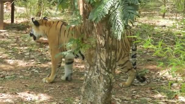 Погляд Тигрів Які Ходять Стежками — стокове відео