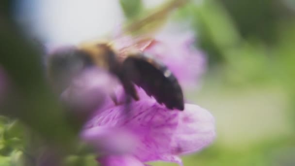 Macro Shot Bumble Bee Che Impollina Fiori Rallentatore — Video Stock