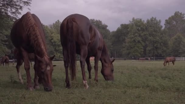 Krásné Klisny Pasoucí Pastvině Crooked Creek Při Západu Slunce — Stock video