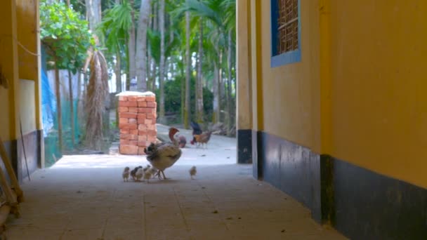 Panning Slide Shot Group Chickens Village Sylhet Bangladesh — Stock Video