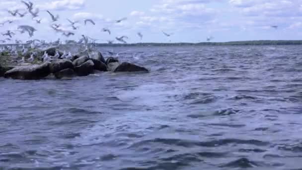 Ein Schwarm Möwen Fliegt Über Welliges Blaues Wasser Lake Mille — Stockvideo