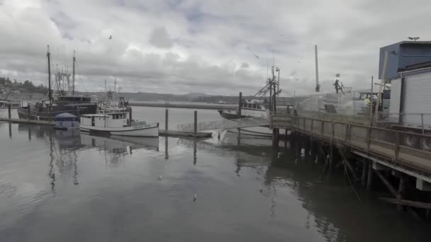 Ньюпорт Орегон Харбор Якина Бэй Пирс Док Лодки Птицы Чайки — стоковое видео