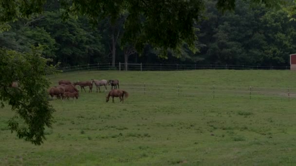 Les Juments Les Poulains Paissent Dans Les Pâturages Ruisseau Crooked — Video